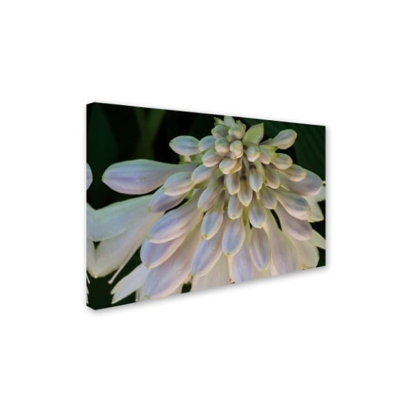 Kurt Shaffer 'Hosta Flower Abstract' Canvas Art,16x24